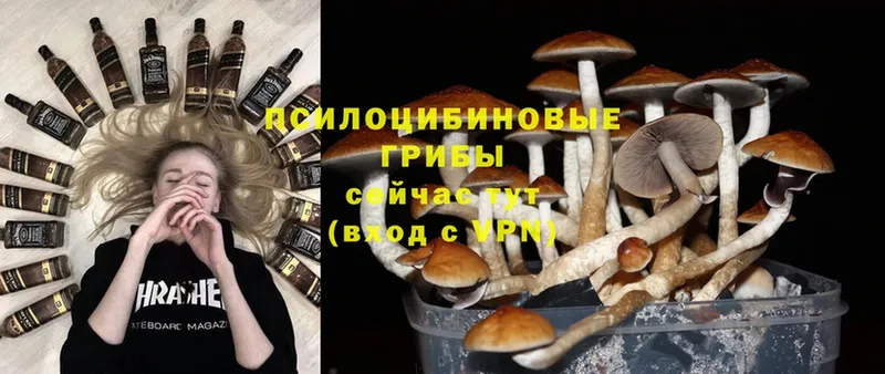 Галлюциногенные грибы Psilocybe  купить наркоту  Ивангород 